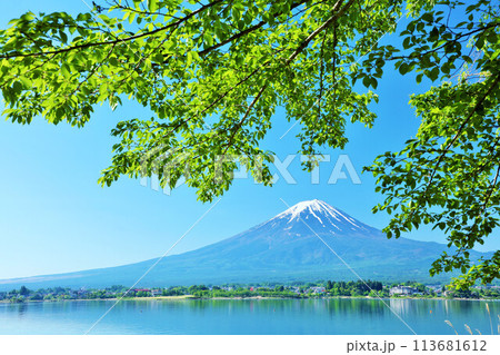 初夏の青空と新緑の風景　そして富士山 113681612