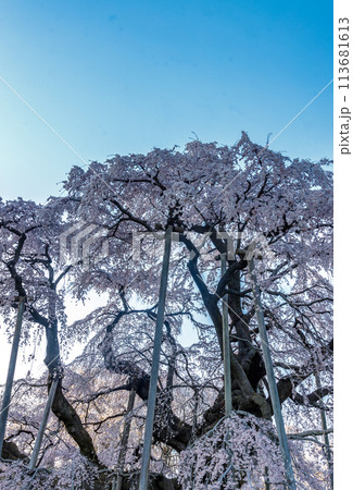 見頃を迎えた福島県三春町の滝桜 113681613