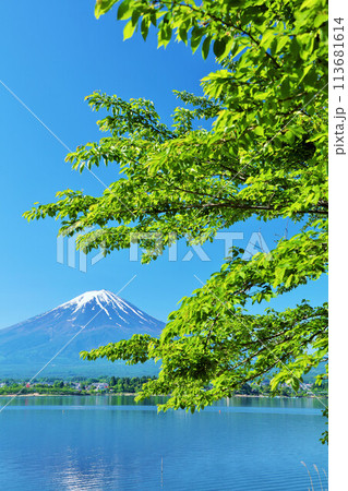 初夏の青空と新緑の風景　そして富士山 113681614