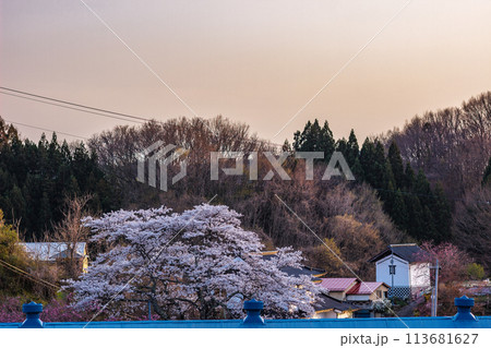 見頃を迎えた福島県三春町の滝桜 113681627