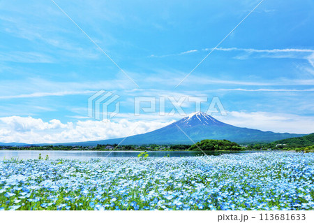 初夏の青空とネモフィラの風景　そして富士山 113681633