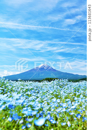 初夏の青空とネモフィラの風景　そして富士山 113681643