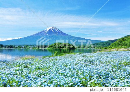 初夏の青空とネモフィラの風景　そして富士山 113681645