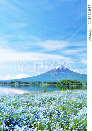 初夏の青空とネモフィラの風景　そして富士山 113681647