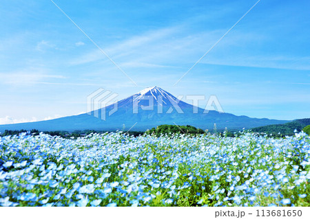 初夏の青空とネモフィラの風景　そして富士山 113681650