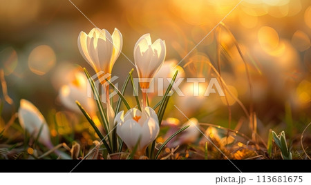 Gentle white crocuses bloom in a sunlit field, heralding spring's arrival amidst a warm golden glow, symbolizing new beginnings and nature's rebirth 113681675