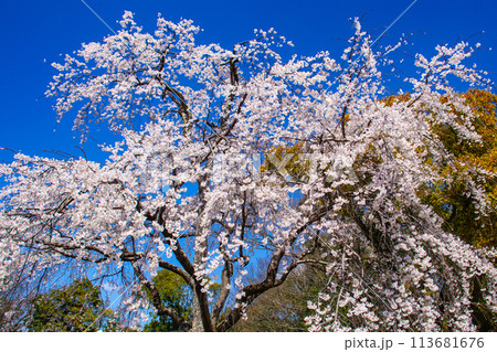 【京都風景】円山公園 優雅さの春 桜花爛漫(枝垂れ・染井吉野) 【京都風景】円山公園 優雅さの春 桜花爛漫(枝垂れ・染井吉野) 113681676