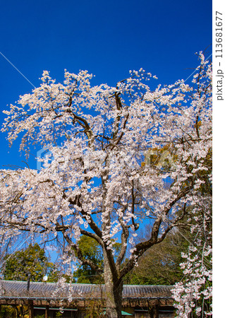 【京都風景】円山公園 優雅さの春 桜花爛漫(枝垂れ・染井吉野) 【京都風景】円山公園 優雅さの春 桜花爛漫(枝垂れ・染井吉野) 113681677
