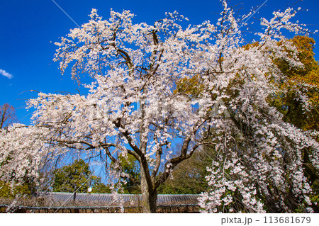 【京都風景】円山公園　優雅さの春 桜花爛漫（枝垂れ・染井吉野） 113681679