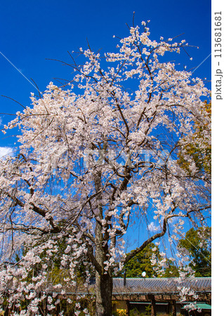 【京都風景】円山公園 優雅さの春 桜花爛漫(枝垂れ・染井吉野) 【京都風景】円山公園 優雅さの春 桜花爛漫(枝垂れ・染井吉野) 113681681
