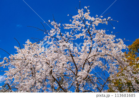 【京都風景】円山公園 優雅さの春 桜花爛漫(枝垂れ・染井吉野) 【京都風景】円山公園 優雅さの春 桜花爛漫(枝垂れ・染井吉野) 113681685