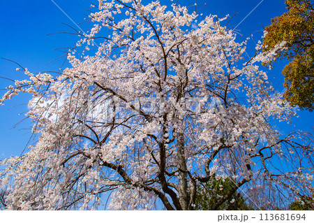 【京都風景】円山公園　優雅さの春 桜花爛漫（枝垂れ・染井吉野） 113681694