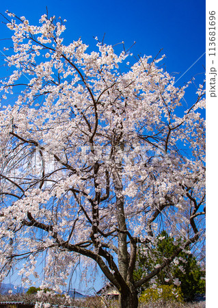 【京都風景】円山公園　優雅さの春 桜花爛漫（枝垂れ・染井吉野） 113681696