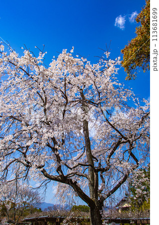 【京都風景】円山公園 優雅さの春 桜花爛漫(枝垂れ・染井吉野) 【京都風景】円山公園 優雅さの春 桜花爛漫(枝垂れ・染井吉野) 113681699