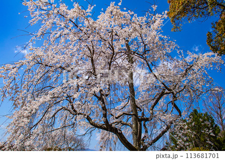 【京都風景】円山公園 優雅さの春 桜花爛漫(枝垂れ・染井吉野) 【京都風景】円山公園 優雅さの春 桜花爛漫(枝垂れ・染井吉野) 113681701