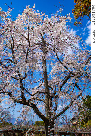 【京都風景】円山公園　優雅さの春 桜花爛漫（枝垂れ・染井吉野） 113681704