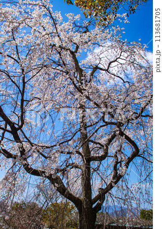 【京都風景】円山公園 優雅さの春 桜花爛漫(枝垂れ・染井吉野) 【京都風景】円山公園 優雅さの春 桜花爛漫(枝垂れ・染井吉野) 113681705