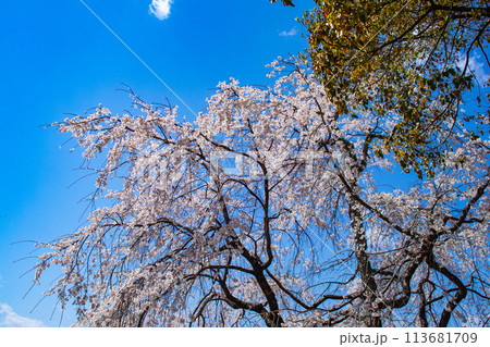 【京都風景】円山公園 優雅さの春 桜花爛漫(枝垂れ・染井吉野) 【京都風景】円山公園 優雅さの春 桜花爛漫(枝垂れ・染井吉野) 113681709