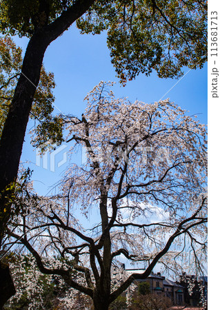 【京都風景】円山公園　優雅さの春 桜花爛漫（枝垂れ・染井吉野） 113681713