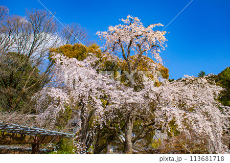 【京都風景】円山公園　優雅さの春 桜花爛漫（枝垂れ・染井吉野） 113681718