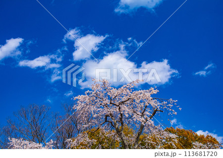【京都風景】円山公園 優雅さの春 桜花爛漫(枝垂れ・染井吉野) 【京都風景】円山公園 優雅さの春 桜花爛漫(枝垂れ・染井吉野) 113681720