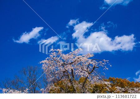 【京都風景】円山公園　優雅さの春 桜花爛漫（枝垂れ・染井吉野） 113681722