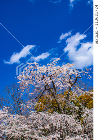 【京都風景】円山公園 優雅さの春 桜花爛漫(枝垂れ・染井吉野) 【京都風景】円山公園 優雅さの春 桜花爛漫(枝垂れ・染井吉野) 113681724