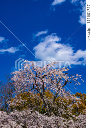 【京都風景】円山公園　優雅さの春 桜花爛漫（枝垂れ・染井吉野） 113681727