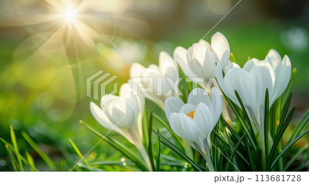 Bright spring sunshine bathes elegant white crocuses and vivid yellow daffodils emerging amidst verdant grass, symbolizing the vibrant reawakening of nature 113681728