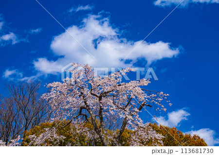 【京都風景】円山公園 優雅さの春 桜花爛漫(枝垂れ・染井吉野) 【京都風景】円山公園 優雅さの春 桜花爛漫(枝垂れ・染井吉野) 113681730