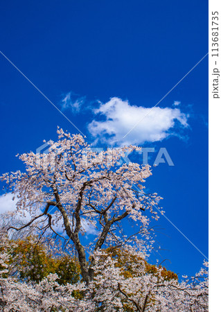 【京都風景】円山公園 優雅さの春 桜花爛漫(枝垂れ・染井吉野) 【京都風景】円山公園 優雅さの春 桜花爛漫(枝垂れ・染井吉野) 113681735