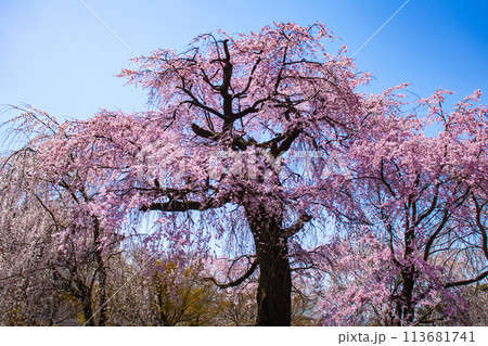 【京都風景】円山公園 優雅さの春 桜花爛漫(枝垂れ・染井吉野) 【京都風景】円山公園 優雅さの春 桜花爛漫(枝垂れ・染井吉野) 113681741