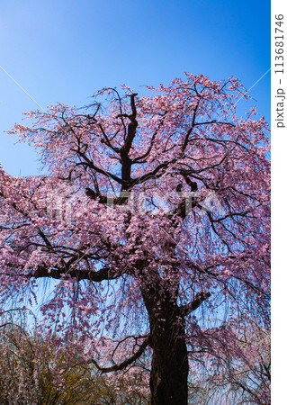 【京都風景】円山公園　優雅さの春 桜花爛漫（枝垂れ・染井吉野） 113681746