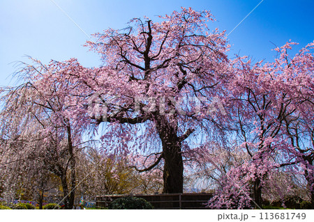 【京都風景】円山公園 優雅さの春 桜花爛漫(枝垂れ・染井吉野) 【京都風景】円山公園 優雅さの春 桜花爛漫(枝垂れ・染井吉野) 113681749