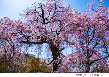 【京都風景】円山公園 優雅さの春 桜花爛漫(枝垂れ・染井吉野) 【京都風景】円山公園 優雅さの春 桜花爛漫(枝垂れ・染井吉野) 113681750