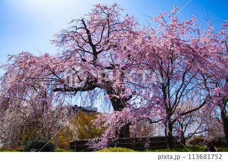 【京都風景】円山公園 優雅さの春 桜花爛漫(枝垂れ・染井吉野) 【京都風景】円山公園 優雅さの春 桜花爛漫(枝垂れ・染井吉野) 113681752
