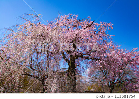 【京都風景】円山公園 優雅さの春 桜花爛漫(枝垂れ・染井吉野) 【京都風景】円山公園 優雅さの春 桜花爛漫(枝垂れ・染井吉野) 113681754