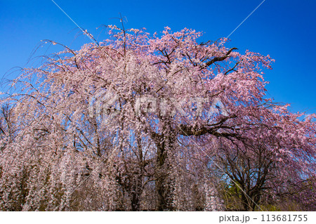 【京都風景】円山公園 優雅さの春 桜花爛漫(枝垂れ・染井吉野) 【京都風景】円山公園 優雅さの春 桜花爛漫(枝垂れ・染井吉野) 113681755