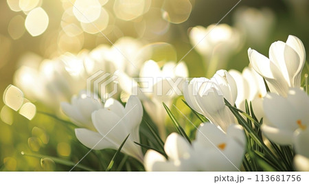 Bright spring sunshine bathes elegant white crocuses and vivid yellow daffodils emerging amidst verdant grass, symbolizing the vibrant reawakening of nature Bright spring sunshine bathes elegant white crocuses and vivid yellow daffodils emerging amidst verdant grass, symbolizing the vibrant reawakening of nature 113681756