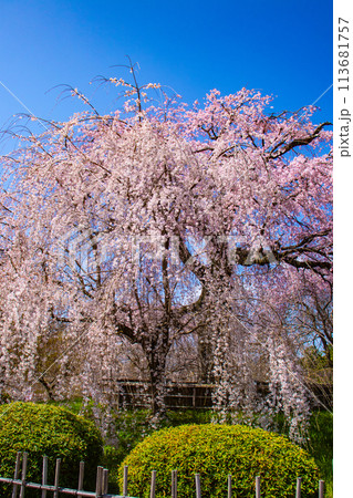 【京都風景】円山公園　優雅さの春 桜花爛漫（枝垂れ・染井吉野） 113681757