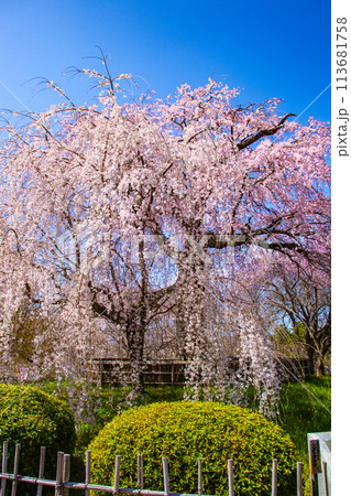 【京都風景】円山公園 優雅さの春 桜花爛漫(枝垂れ・染井吉野) 【京都風景】円山公園 優雅さの春 桜花爛漫(枝垂れ・染井吉野) 113681758