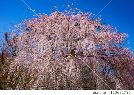 【京都風景】円山公園　優雅さの春 桜花爛漫（枝垂れ・染井吉野） 113681759