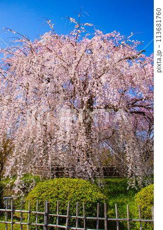 【京都風景】円山公園　優雅さの春 桜花爛漫（枝垂れ・染井吉野） 113681760