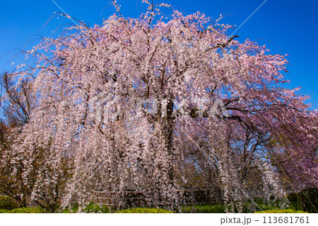 【京都風景】円山公園　優雅さの春 桜花爛漫（枝垂れ・染井吉野） 113681761