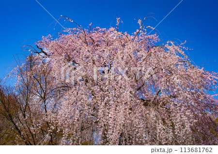 【京都風景】円山公園　優雅さの春 桜花爛漫（枝垂れ・染井吉野） 113681762