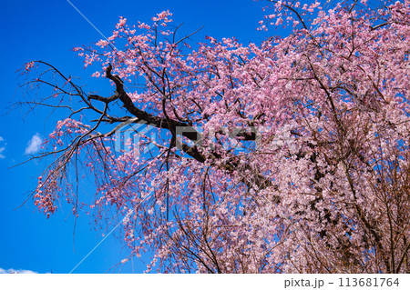 【京都風景】円山公園 優雅さの春 桜花爛漫(枝垂れ・染井吉野) 【京都風景】円山公園 優雅さの春 桜花爛漫(枝垂れ・染井吉野) 113681764