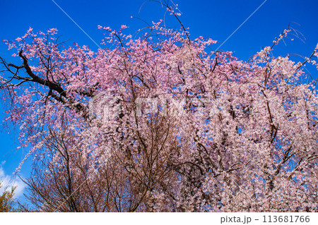 【京都風景】円山公園 優雅さの春 桜花爛漫(枝垂れ・染井吉野) 【京都風景】円山公園 優雅さの春 桜花爛漫(枝垂れ・染井吉野) 113681766