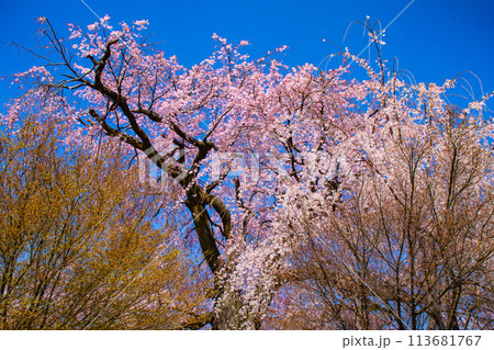 【京都風景】円山公園　優雅さの春 桜花爛漫（枝垂れ・染井吉野） 113681767