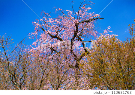 【京都風景】円山公園　優雅さの春 桜花爛漫（枝垂れ・染井吉野） 113681768