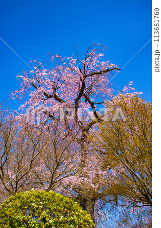 【京都風景】円山公園　優雅さの春 桜花爛漫（枝垂れ・染井吉野） 113681769